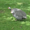 Guinea Fowl