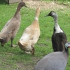 Indian Runners