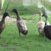 Indian Runners