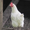 Beautiful white hen