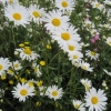 Marguerite daisies