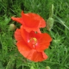 Poppies