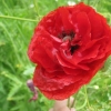 Poppy