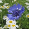 Cornflower