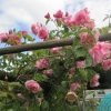 Pink rambling rose