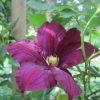 Clematis