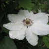 Clematis