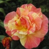 Orange rose