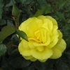 Yellow rose