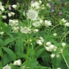 Astrantia