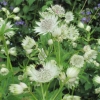 Astrantia