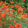 Potentilla
