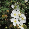 Rock Rose