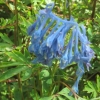 Unknown plant