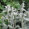 Rabbits' Ears