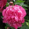 Peony