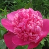 Peony