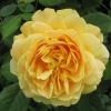 Yellow rose