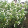 Abutilon