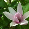 Magnolia