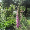 More Foxgloves