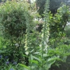 Even More Foxgloves