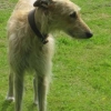 Lovely lurcher