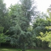 Beautiful fir