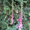 Foxgloves