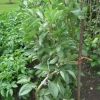 Broad beans