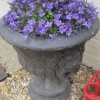 Urn full of Campanula