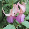 Alan Titchmarsh