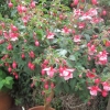 An Alan Titchmarsh standard
