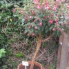 An Alan Titchmarsh standard