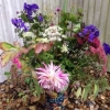 Sheila's outdoor arrangement