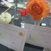 Single Rose winners