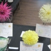 Single Dahlia winners