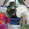 Indoor Pot Plant winner - Sheila Sorby
