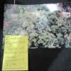 A special Cuban plant