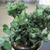 Crested Euphorbia from Cuba