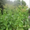 Is this a tobacco plant?