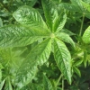 What are these leaves?