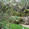 See the thick branches on this espaliered 150 year old apple tree