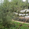See the thick branches on this espaliered 150 year old apple tree