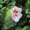 Is this a Hibiscus?