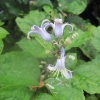 Lovely shrub with little blue bells
