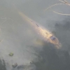 Giant fish asking for food - has almost got a face on the front