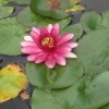 Water Lily in the pond