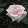 Beautiful pink aromatic rose