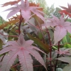 These leaves have got anything from 7 to 9 fingers on them ?